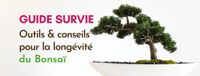 Wie giet man einen Bonsai? | Der Sprinkler | L'Arroseur arros
