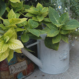 Dekorative Zinkgießkanne