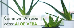 comment arroser un aloe vera