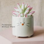 pot lapin